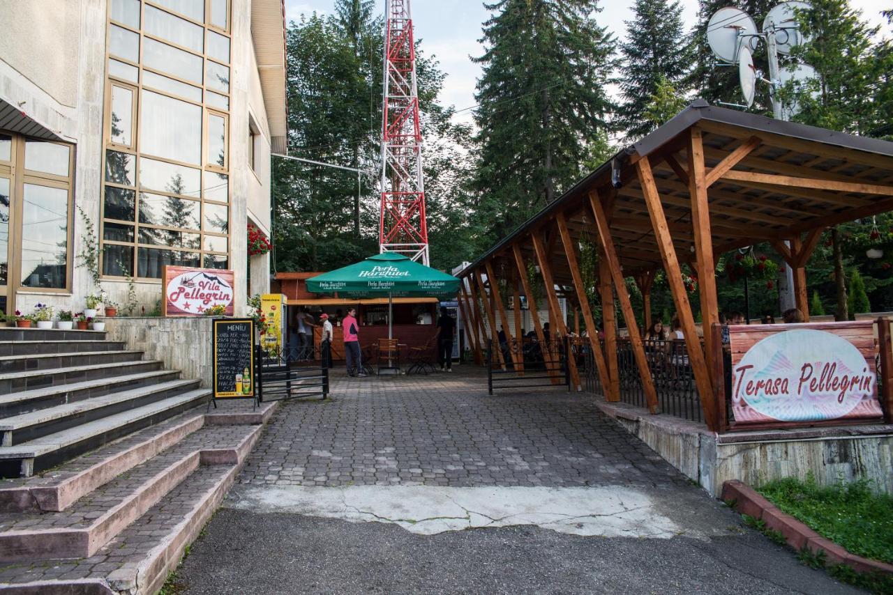 Pellegrin * Durău